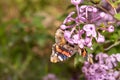 Vanessa cardui Painted lady butterfly close up macro shot on a purple plant drinking nectar. Royalty Free Stock Photo