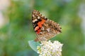 Vanessa cardui , the Painted lady butterfly nectar suckling on flower , butterflies of Iran Royalty Free Stock Photo