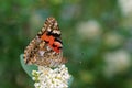 Vanessa cardui , the Painted lady butterfly nectar suckling on flower , butterflies of Iran Royalty Free Stock Photo