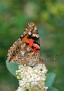 Vanessa cardui , the Painted lady butterfly nectar suckling on flower , butterflies of Iran Royalty Free Stock Photo