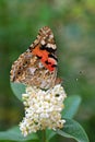 Vanessa cardui , the Painted lady butterfly nectar suckling on flower , butterflies of Iran Royalty Free Stock Photo