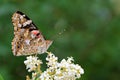 Vanessa cardui , the Painted lady butterfly nectar suckling on flower , butterflies of Iran Royalty Free Stock Photo