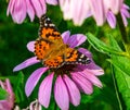 Vanessa cardui, Painted lady butterfly on pink cone head flower, echinacea,