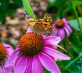 Vanessa cardui, Painted lady butterfly on pink cone head flower, echinacea, Royalty Free Stock Photo