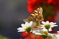 Vanessa cardui , the Painted lady butterfly portrait nectar suckling on flower , butterflies of Iran Royalty Free Stock Photo