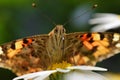 Vanessa cardui , the Painted lady butterfly portrait nectar suckling on flower , butterflies of Iran Royalty Free Stock Photo