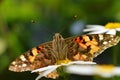 Vanessa cardui , the Painted lady butterfly portrait nectar suckling on flower , butterflies of Iran Royalty Free Stock Photo