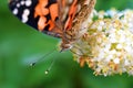 Vanessa cardui , the Painted lady butterfly portrait nectar suckling on flower , butterflies of Iran Royalty Free Stock Photo