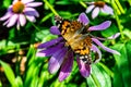 Vanessa cardui, Painted lady butterfly on purple coneflower, echinacea, Royalty Free Stock Photo