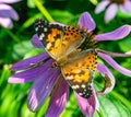 Vanessa cardui, Painted lady butterfly on purple coneflower, echinacea, Royalty Free Stock Photo
