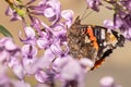 Vanessa cardui Painted lady close up macro shot on a purple plant drinking nectar. Royalty Free Stock Photo