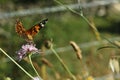 Vanessa cardui or Painted lady, a orange and black butterfly drinking nectar from an purple flower Royalty Free Stock Photo