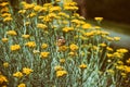 Vintage photo butterfly on yellow flowers in the flowerbed Royalty Free Stock Photo