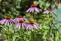 Vanessa cardui sitting on Echinacea purpurea flowering plant, eastern purple coneflower in bloom Royalty Free Stock Photo