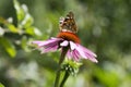 Vanessa cardui sitting on Echinacea purpurea flowering plant, eastern purple coneflower in bloom Royalty Free Stock Photo