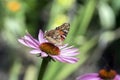 Vanessa cardui sitting on Echinacea purpurea flowering plant, eastern purple coneflower in bloom Royalty Free Stock Photo