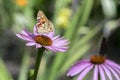 Vanessa cardui sitting on Echinacea purpurea flowering plant, eastern purple coneflower in bloom Royalty Free Stock Photo