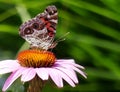 Profile of an American Painted Lady Butterfly on an Echinacea Flower Royalty Free Stock Photo