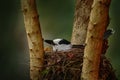 Vanga in the forest nest. Hook-billed vanga, Vanga curvirostris, bird family Vangidae. It is endemic to Madagascar. Bird in the