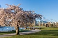 Vanier Park in springtime season. cherry blossoms in full bloom. Vancouver City