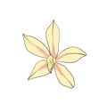 Vanilla aroma flower . An isolated spice. Vanilla Flavoring