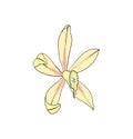 Vanilla aroma flower . An isolated spice. Vanilla Flavoring