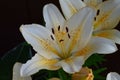 Vanilla Asiatic Lily in Bloom