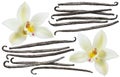 Vanilla bean element set isolated on white background Royalty Free Stock Photo