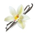 Vanilla bean flower diagonal isolated