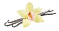 Vanilla bean flower horizontal isolated on white background Royalty Free Stock Photo