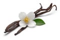 Vanilla bean with jasmine flower and leaf isolated