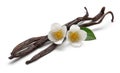 Vanilla bean with jasmine flowers