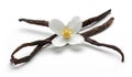 Vanilla bean with jasmine flowers Royalty Free Stock Photo
