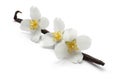 Vanilla bean with jasmine flowers isolated