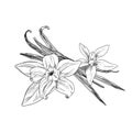 Vanilla beans with flowers and leaves, ink sketch