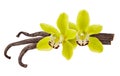 Vanilla beans isolated. Flower and pod of vanilla Orchid isolated on  white background as  aroma food ingredient Royalty Free Stock Photo