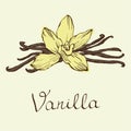 Vanilla beautiful flowers and beans. Hand drawn sketches vector illustration on white background in vintage style.