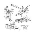 Vanilla, cinnamon, mint. Spices set of hand-drawn vector illustrations. Royalty Free Stock Photo