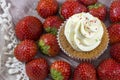 Vanilla cupcake with white cream and many strawberries Royalty Free Stock Photo