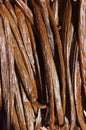 Vanilla dry fruit in the fermentation process for grading vanilla flavor at La Reunion island. Royalty Free Stock Photo