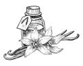 Vanilla Essential Oil with flowers and sticks. Hand drawn vector illustration of vintage transparent Bottle for aroma