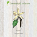 Vanilla, essential oil label, aromatic plant.