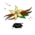 Vanilla flower and bean stick vector drawing. Hand drawn sketch food illustration