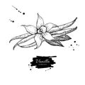Vanilla flower and bean stick vector drawing. Hand drawn sketch