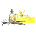 Vanilla flower with a bottle of vanilla oil and a pod. Watercolor hand drawn illustration on white isolated background. Royalty Free Stock Photo