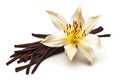 Vanilla flower and dried vanilla beans isolated on white background Royalty Free Stock Photo