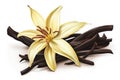 Vanilla flower and dried vanilla beans isolated on white background Royalty Free Stock Photo