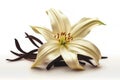 Vanilla flower and dried vanilla beans isolated on white background Royalty Free Stock Photo