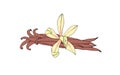 Vanilla flower and pod. An isolated spice. Vanilla Flavoring