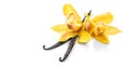 Vanilla flower and pods close up. Vanilla beans isolated on white background, macro shot Royalty Free Stock Photo